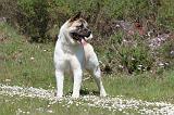 AKITA AMERICAIN 150